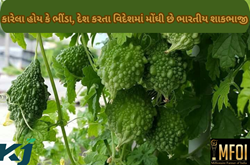 દેશ કરતાં વિદેશમાં મોંઘી છે ભારતની શાકભાજી, એક કિલો ભારતીય કારેલાની કિંમત છે રૂ. 1000 