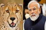 કુનો નેશનલ પાર્કમાં લોકો ચિત્તાને ક્યારે જોઈ શકશે? પીએમ મોદીએ જણાવ્યું