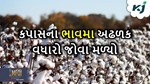 Cotton Price: ચોમાસાનું વેલી તકે આગમનથી કપાસના ભાવમાં વઘારો, MSP કરતાં પણ થયું બમણો