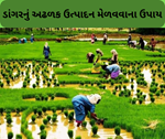 Paddy Farming: ડાંગરનું વાવેતર કરતાં પહેલા આ બાબતોની રાખજો કાળજી, નહિંતર થઈ જશે નુકસાન