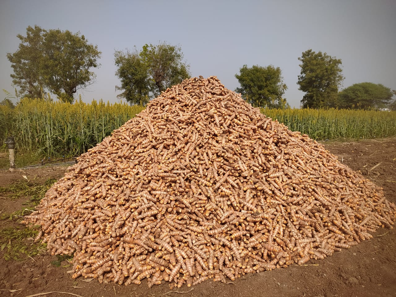 હળદરનનું અઢળક ઉત્પાદન