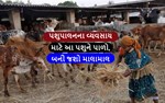 પશુપાલનનો વ્યવસાય કરવા કેવા પ્રકારના પશુ પાળવા ? જાણો આ અહેવાલમાં