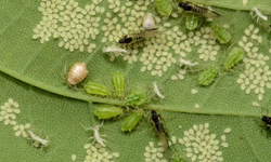 શ્રીઅન્ન દ્વારા ભારતની કૃષિ અર્થવ્યવસ્થા મજબૂત થશે