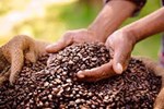 Coffee Cultivation: કોફીની ખેતી કરીને શરૂઆતથી જ કરો મોટી કમાણી, 50-60 વર્ષ સુધી થશે ફાયદો