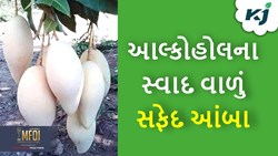 White Mango: આ છે આંબાની અવનવી જાત,જેનું સ્વાદ છે તદ્દન આલ્કોહોલ જેવું
