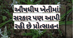 શતાવરી, સફેદ મુસલી અને ગિલોયની ખેતીમાં ખેડૂતોનો રસ વધ્યો, આયુર્વેદિક દવા બનાવતી કંપનીઓ કરે છે ખરીદી