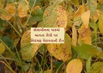 સોયાબીનનાં પાન ઉપરનાં રોગને નિવારવા શું કરવું? 
