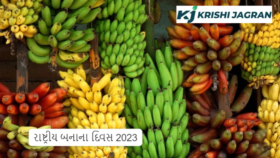 National Banana Day 2023 જાણો કેળા વિષે અજાણી પણ રસપ્રદ માહિતી