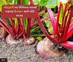 શિયાળામાં ઉગાડો બીટરૂટની આ વિવિધતા અને મેળવો મોટી આવક, એક ફોનમાં ઘરે મંગાવો બિયારણ 