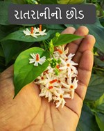 ઔષધીય વનસ્પતિઃ નાઈટશેડના પાનનો ઉકાળો લીવર કેન્સર સામે લડશે, વૈજ્ઞાનિકોને મળી સફળતા