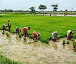 ડાંગરમાં કળીઓ વધારવા માટે અપનાવો આ 5 જબરદસ્ત રીતો, તમને ઝડપી ઉપજ મળશે