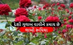 વડોદરાનો એક ખેડૂત ફુલોની ખેતી કરી જાણો કેવી રીતે કમાય છે લાખો રૂપિયા 