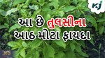 કોલેસ્ટ્રોલ ઘટાડવાથી ત્વચાના રોગો સુધી આ છે તુલસીના 8 મોટા ફાયદા