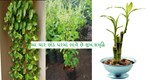 આ ચાર છોડને ઘરમાં વાવવાથી સુખ:સમૃદ્ધિ, નિરોગી કાયા અને દેવામાંથી મુક્તી મળે છે.