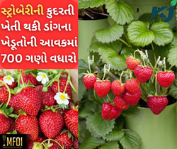 સ્ટ્રોબેરીની કુદરતી ખેતી થકી વધુ ઉપજ મેળવી રહ્યા છે ડાંગના ખેડૂતો, આવકમાં થયુ 700 ગણો વધારો 