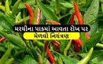 મરચાના પાકમાં ક્યા પ્રકારના રોગ આવે છે અને તેના પર કેવી રીતે નિયંત્રણ મેળવી શકાય ? આવો જાણીએ