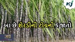 શેરડીની આ જાતો વિશે જાણો અને તેની વાવેતરને લગતી ખાસ પદ્દતિ અપનાવો