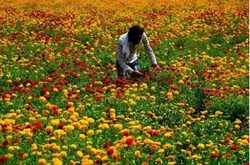 Flowers Care :  ફૂલો તોડ્યા પછી તેની જાળવણી કરવાની આ ખાસ ટેકનિક જાણો