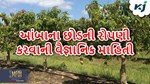 Mango Farming: કેરીના વાવેતરથી લઈને લણણી સુધીની સંપૂર્ણ વૈજ્ઞાનિક માહિતી