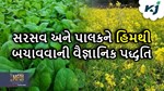 સરસવ, બટાકા અને પાલકને હિમથી બચાવવા માટે આ સરળ પગલાંનું યોગ્ય પાલન કરો