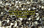 આરોગ્યને દુરસ્ત રાખે છે અડદની દાળ, સેવન કરવાથી મળે છે ફાયદા