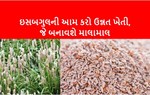 ઇસબગુલની ઉન્નત પદ્ધતિથી ખેતી કરવાની શ્રેષ્ઠ રીત અપનાવી સારું ઉત્પાદન મેળવો