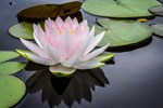 Lotus Cultivation: કમળની ખેતી કરવાની આ પદ્ધતિ અપનાવવાથી તમે પણ બની જશો માલામાલ