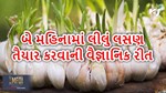 વૈજ્ઞાનિક પદ્ધતિથી કરો લીલા લસણનું વાવેતર, થશે મોટી આવક