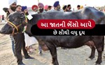 મુર્રા ભેંસની જેમ આ જાતની ભેંસો પણ આપે છે સૌધી વધુ દૂધ