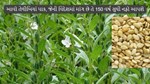 તેલીબિયાં પાક, જેની વિદેશમાં માંગ છે તે 150 વર્ષ સુધી નફો આપશે