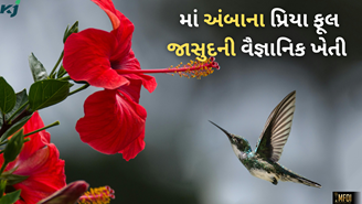 Navaratri Special: માં અંબાના પ્રિયા ફૂલ છે જાસુદ, સરળતાથી ઘરે ઉગાડો અને મેળવો બમ્પર કમાણી 