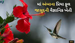Navaratri Special: માં અંબાના પ્રિયા ફૂલ છે જાસુદ, સરળતાથી ઘરે ઉગાડો અને મેળવો બમ્પર કમાણી