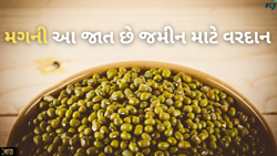 જમીનમાં નાઇટ્રોજનનો પ્રમાણ વધારવું છે તો કરો મગની આ જાતનો વાવેતર, ત્યાંથી મેળવો બિયારણ