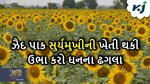 ઝૈદ પાક સુર્યમુખીના વાવેતરથી લઈને લણણી સુધીની સંપૂર્ણ વૈજ્ઞાનિક માહિતી