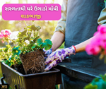 Home Gardening: હવે ઘરે ઉગાડો મોંઘી અને પૌષ્ટિક શાકભાજી, ફક્ત ધ્યાનમાં રાખો આ મૂળભૂત બાબતો
