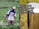 ખેતીમાં છાસનો ઉપયોગ કરી જંતુનાશક દવાઓ પાછળ થતો હજારોનો ખર્ચ બચાવો