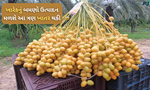 ખારેકના ફૂલ આવતા પહેલા નાખો આ ત્રણ ખાતર, ઉત્પાદન થશે બમણો