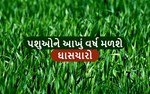 તેથી પશુઓને આખું વર્ષ મળશે લીલો ઘાસચારો