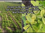 સૌરાષ્ટ્રની આર્થિક જીવાદોરી મગફળીનું ખુબ સારું વાવેતર પણ પીળી પડી રહી છે- જાણો નિષ્ણાતોએ શું કહ્યું