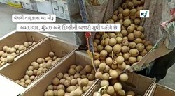 Junagadh : વંથલી ચીકુની પોતાની અલગ ઓળખ છે ; વિદેશમાં કરાય છે એક્સપોર્ટ