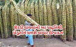 શેરડીની વાવણી માટે અપનાવો આ નવી રીત, થશે બમ્પર ઉત્પાદન અને નફો