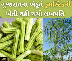 પરંપરાગત ખેતી છોડીને શરૂ કરી ડ્રમસ્ટીકની ખેતી, આજે વાર્ષિક 20 લાખની કમાણી કરે છે ગુજરાતના આ ખેડૂત 