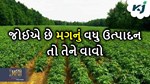 જોઈએ છે મગનું સારો ઉત્પાદન, તો આ જાતનું કરો વાવેતર