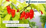  વિશ્વના સૌથી ગરમ મરચાં  જેનો ઉપયોગ ખોરાકમાં ઓછો, સંરક્ષણમાં વધુ