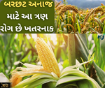 Kharif: બરછટ અનાજ માટે આ ત્રણ રોગ છે ખતરનાક, આવી રીતે કરો સારવાર