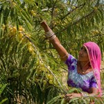 આમળાથી થાય છે  આ ફાયદા, આજથી જ શરૂ કરી દો આમળાનું સેવન