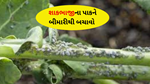 Protect vegetable : શાકભાજીના પાકને આ પાંચ પ્રકારની બિમારીથી બચાવો 