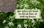 જીરૂંની ખેતી માટે કરી લો આટલી ‘જહેમત’, મળશે વધુ ઉત્પાદન