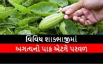વિવિધ શાકભાજીમાં અગત્યનો પાક એટલે પરવળ