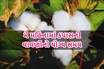 મે મહિનામાં આ સમય છે કપાસની વાવણીનો યોગ્ય સમય, જાણો સંપૂર્ણ વિગત